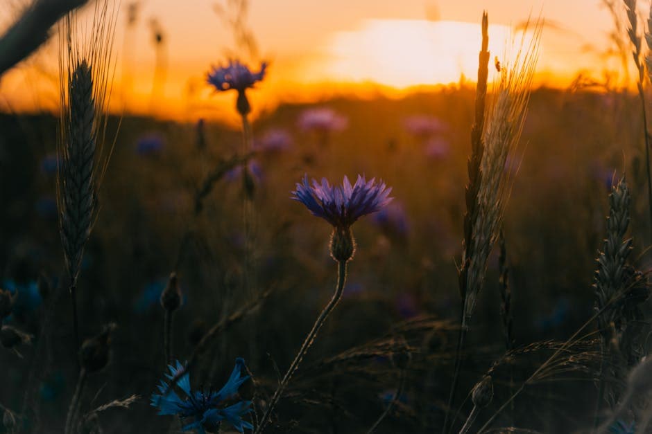 Wildflowers at golden hour